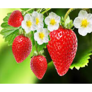 Strawberry